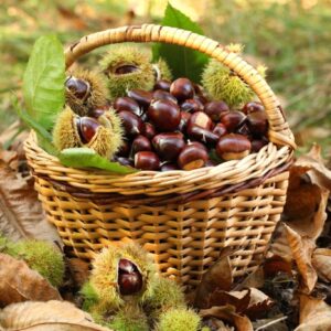 castagne 1170x817