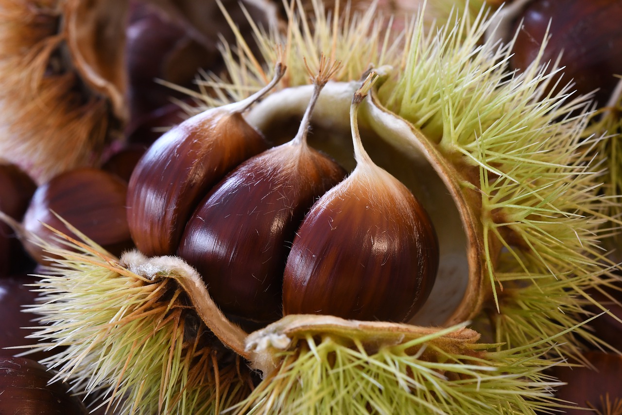 castagne fresche