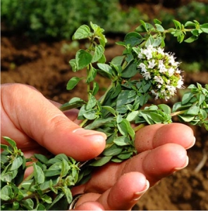 origano